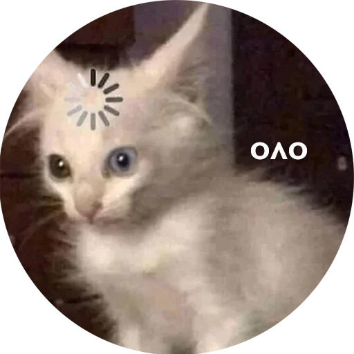 животное кошка млекопитающее