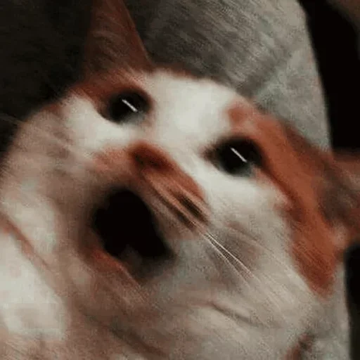 animal mammal small to medium-sized cats