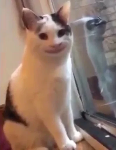 кошка домашняя кошка кошки малого и среднего размера