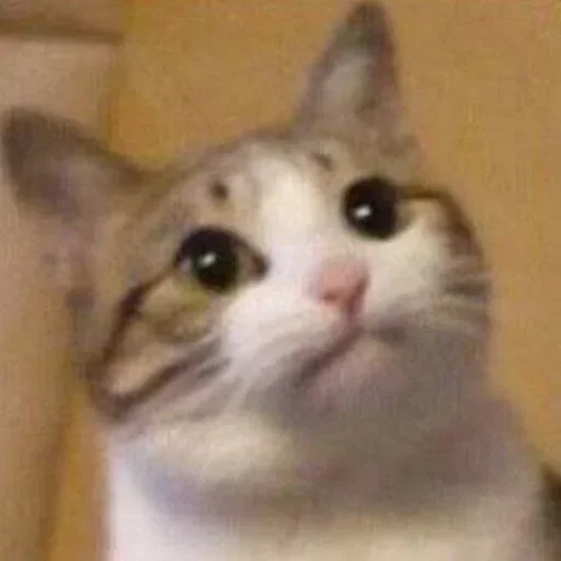 кошка млекопитающее животное