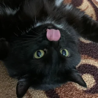 Sticker васюша - 5