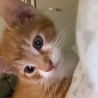 Sticker ватафак - 6