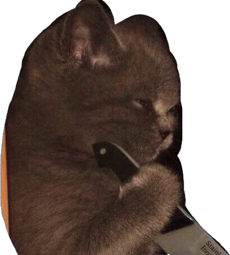 кошки малого и среднего размера кошачьи млекопитающее