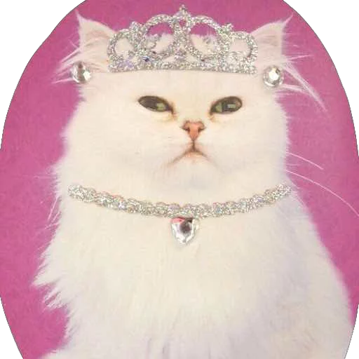 кошки малого и среднего размера кошачьи усы