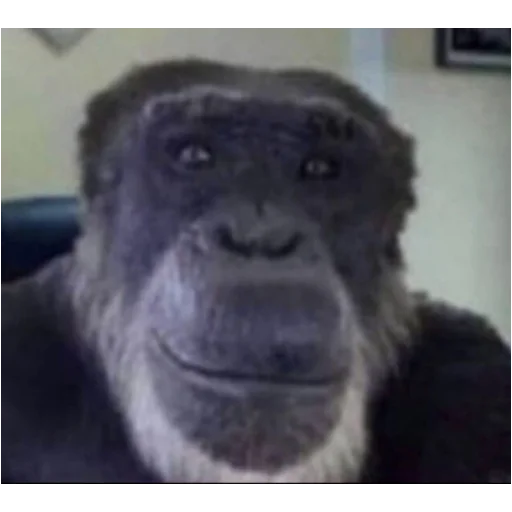 животное млекопитающее примат