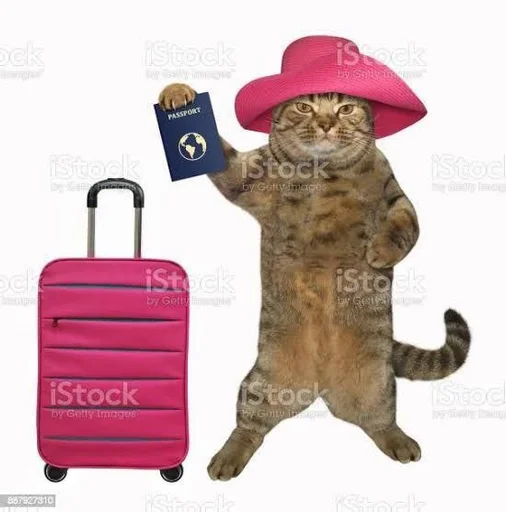 animal cat luggage and bags