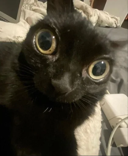 small to medium-sized cats indoor animal