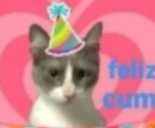 small to medium-sized cats domestic cat cat