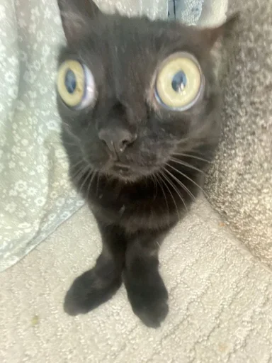 animal cat domestic cat