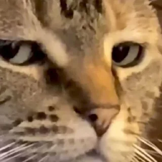 Sticker Великолепные стикеры - 7