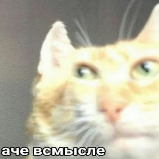 vermishelkins - СМС