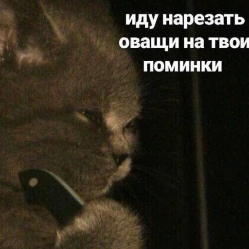 mammal animal small to medium-sized cats