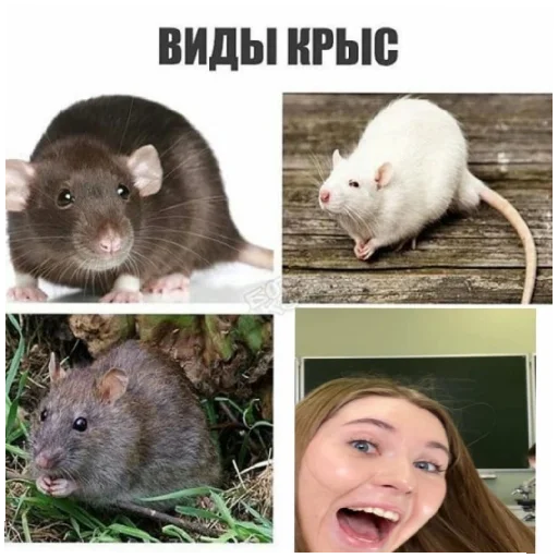 ✨вероничка✨ - 