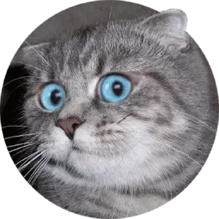 Sticker @VerrDi_stat - 9