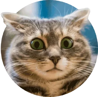 Sticker @VerrDi_stat - 3