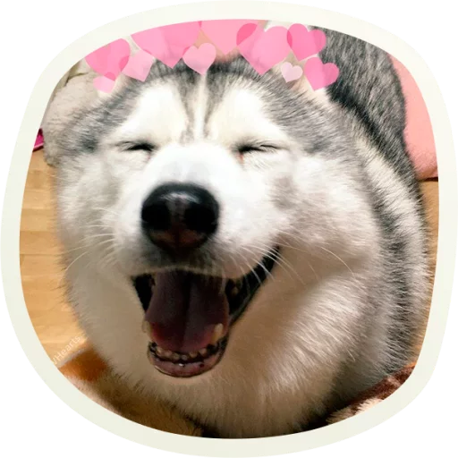 🐶 51 very cute doggies @lennysticker - 