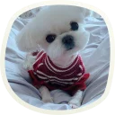 Sticker 🐶 51 very cute doggies @lennysticker - 1