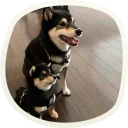 Sticker 🐶 51 very cute doggies @lennysticker - 11