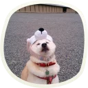 Sticker 🐶 51 very cute doggies @lennysticker - 9