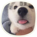 Sticker 🐶 51 very cute doggies @lennysticker - 10