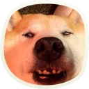 Sticker 🐶 51 very cute doggies @lennysticker - 8