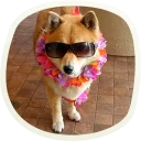 Sticker 🐶 51 very cute doggies @lennysticker - 3