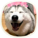 Sticker 🐶 51 very cute doggies @lennysticker - 6