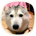 Sticker 🐶 51 very cute doggies @lennysticker - 0