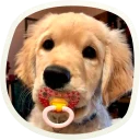 Sticker 🐶 51 very cute doggies @lennysticker - 2