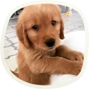 Sticker 🐶 51 very cute doggies @lennysticker - 4