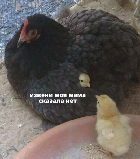 животное птица галловая птица