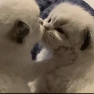 Sticker Больше стиков тут: @gostikers - 2