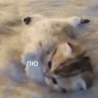 Sticker Больше стиков тут: @gostikers - 6