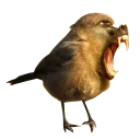 Sticker Pyrlyk, don't worry, be happy - 3