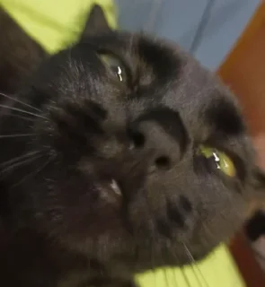 Sticker Весело и мерзко - 1