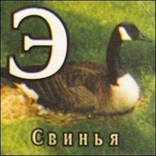 text aquatic bird animal