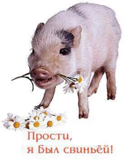 млекопитающее животное свинья