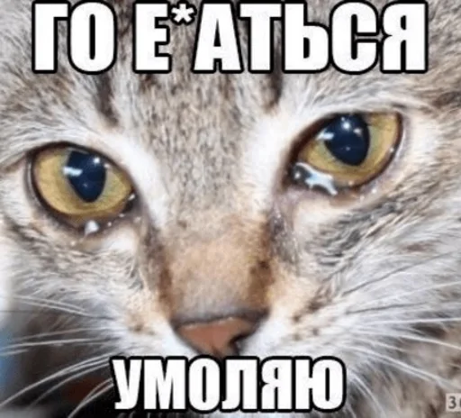 животное млекопитающее кошка