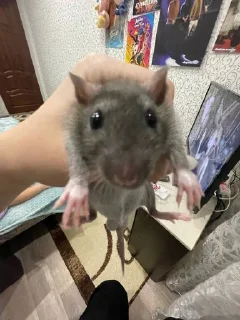 Стикер весёлый как смысл жизни💃 @MoiStikiBot - 2