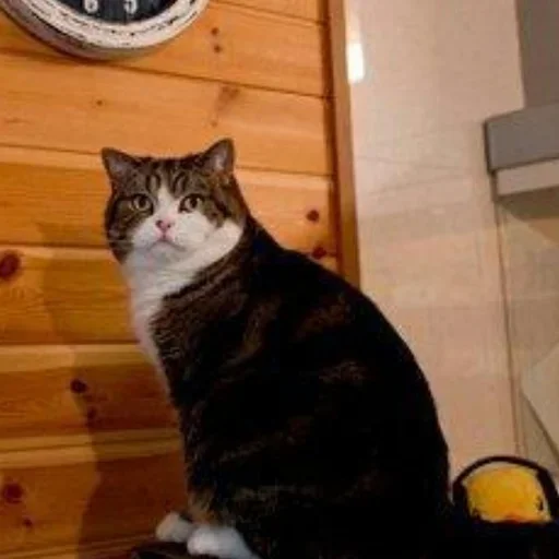 кошки малого и среднего размера комнатный кошачьи