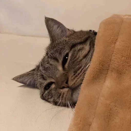 кошка кошки малого и среднего размера млекопитающее