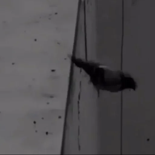 на открытом воздухе чёрный птица