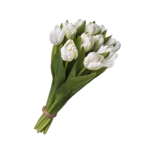 растение цветок лепесток