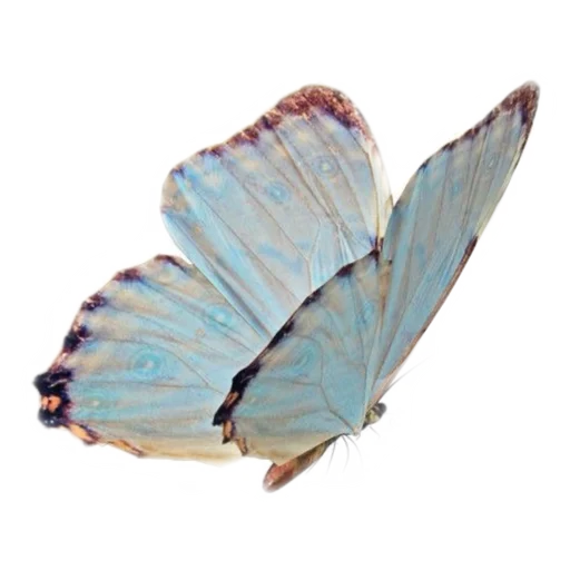 животное мотыльки и бабочки беспозвоночный