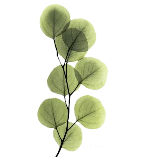 растение лист