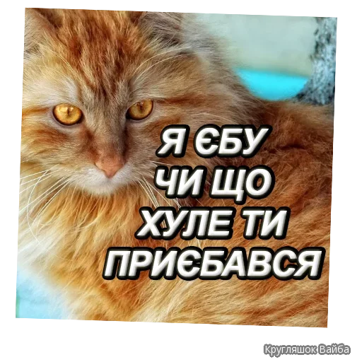 animal domestic cat cat