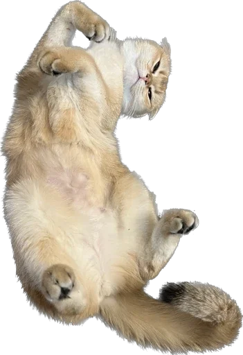 Sticker vidishbashnu - 1