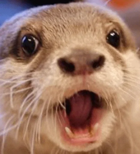 Выдра тоже любит - 