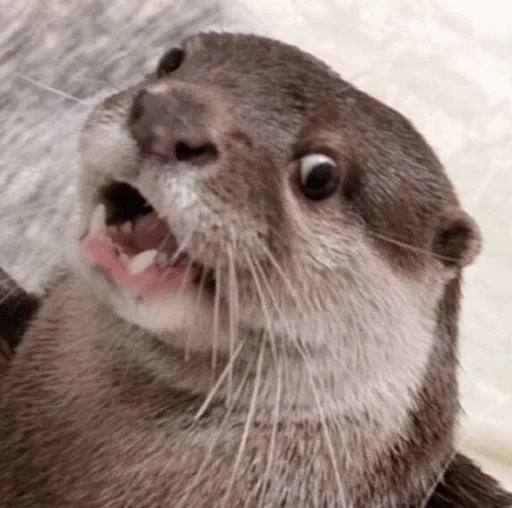 animal mammal otter