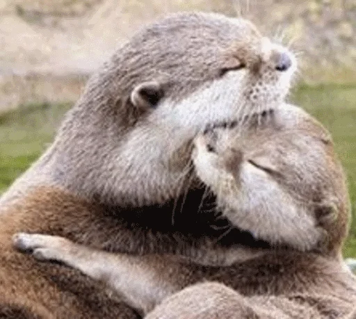 animal mammal outdoor